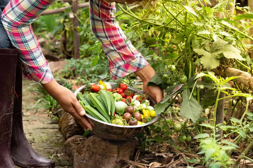 vegetables